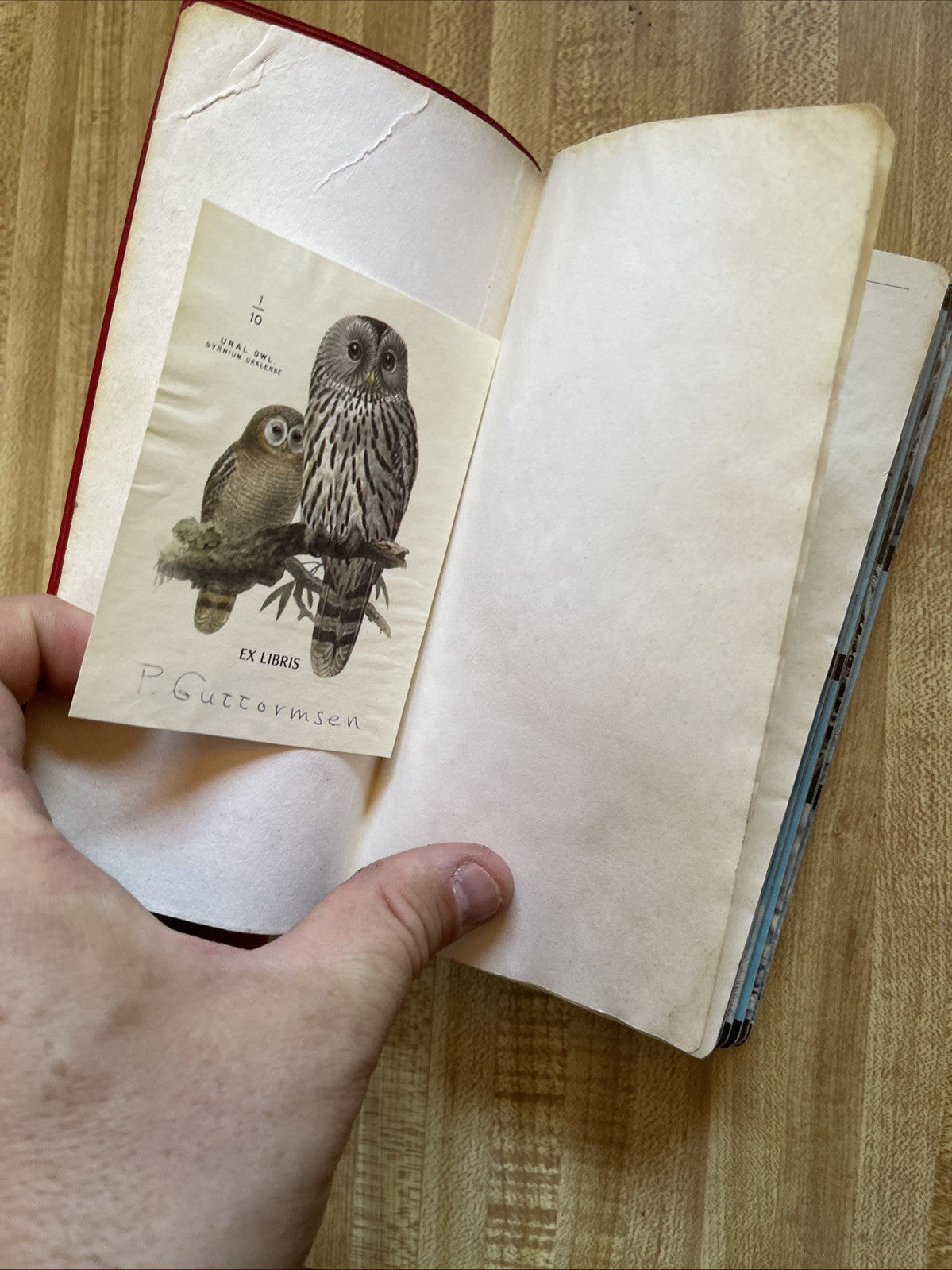 audubon society field guide north american birds 1977