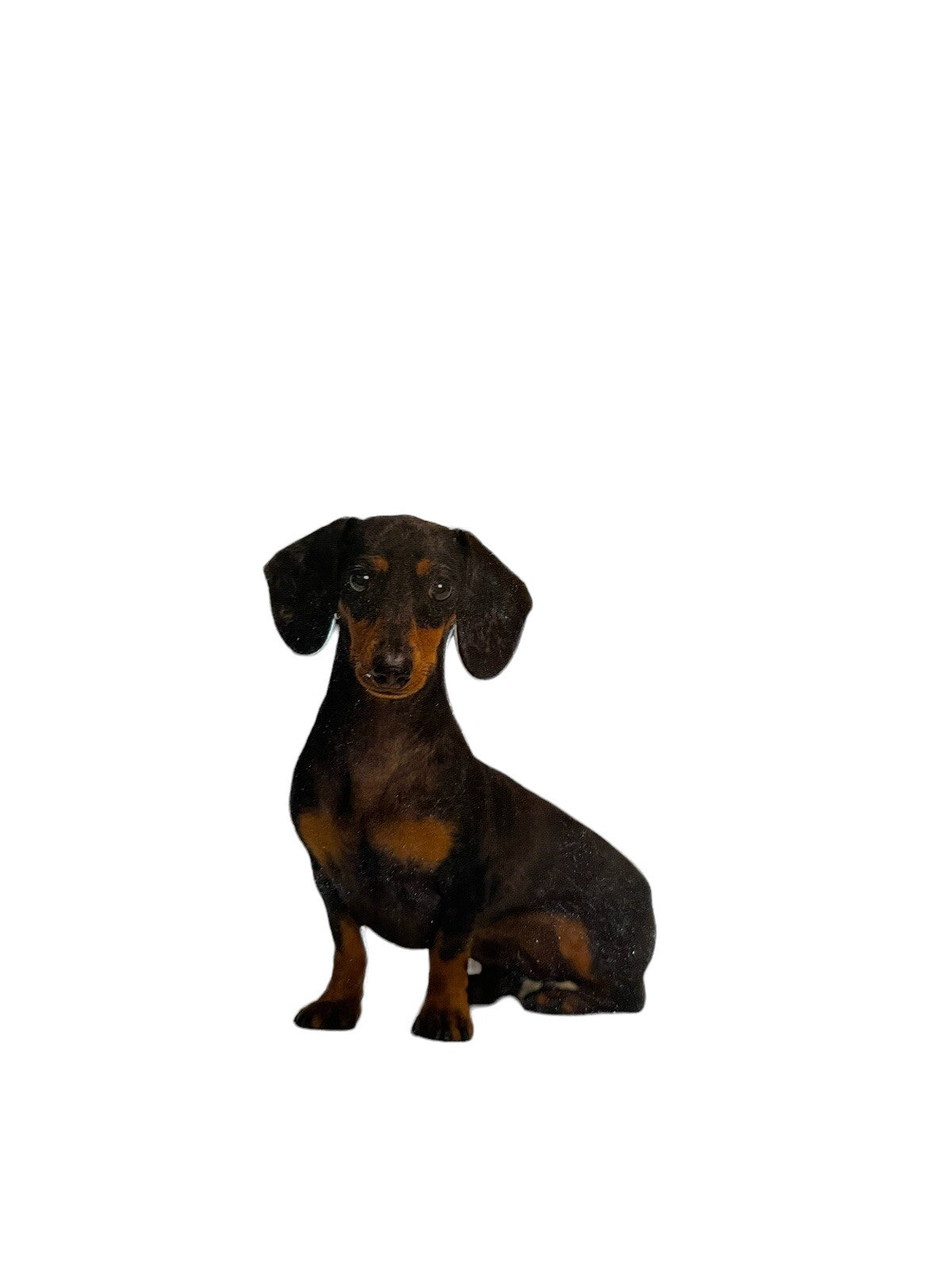 Dachshund Magnet